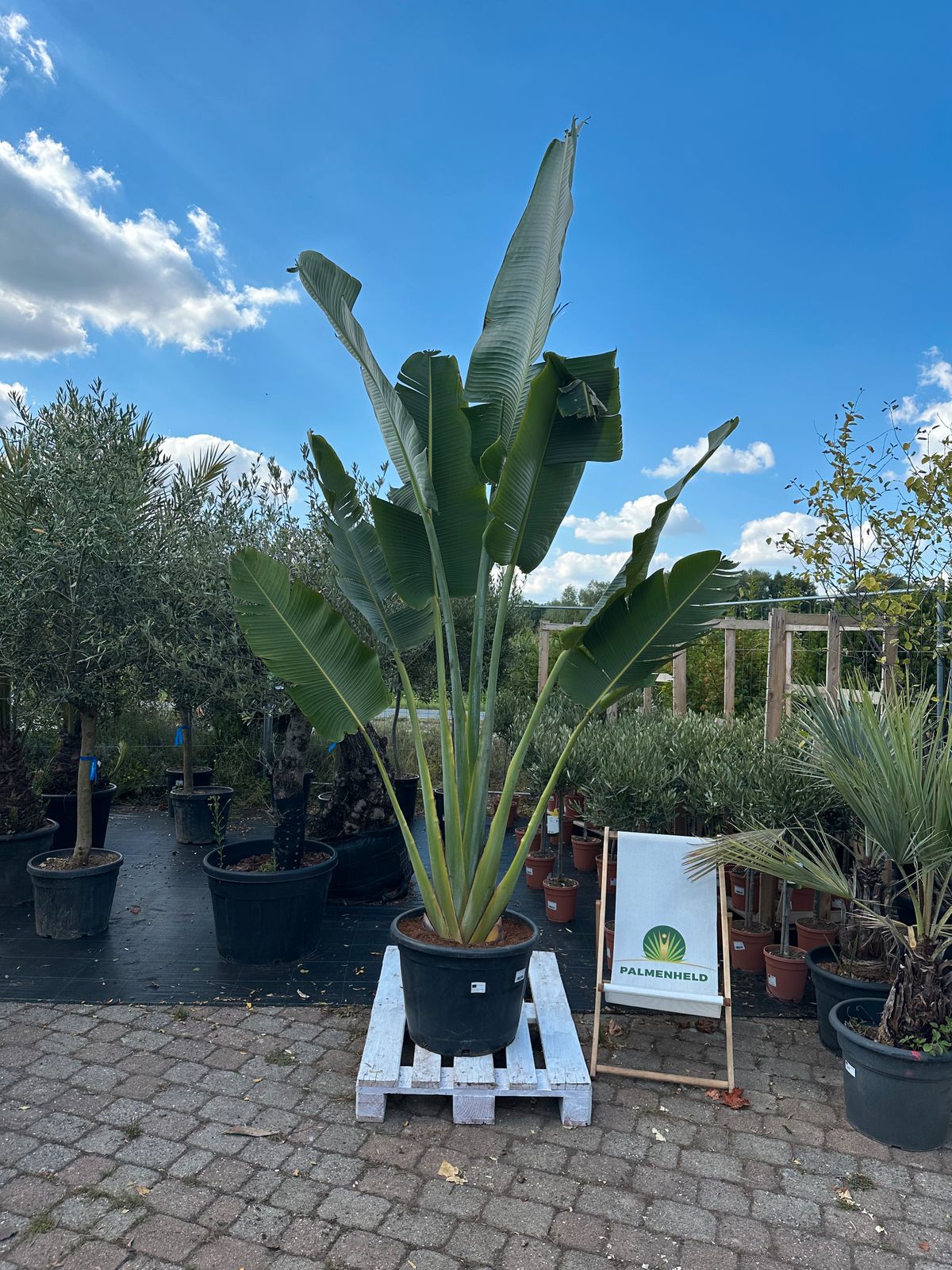 Baum der Reisenden 350-400cm