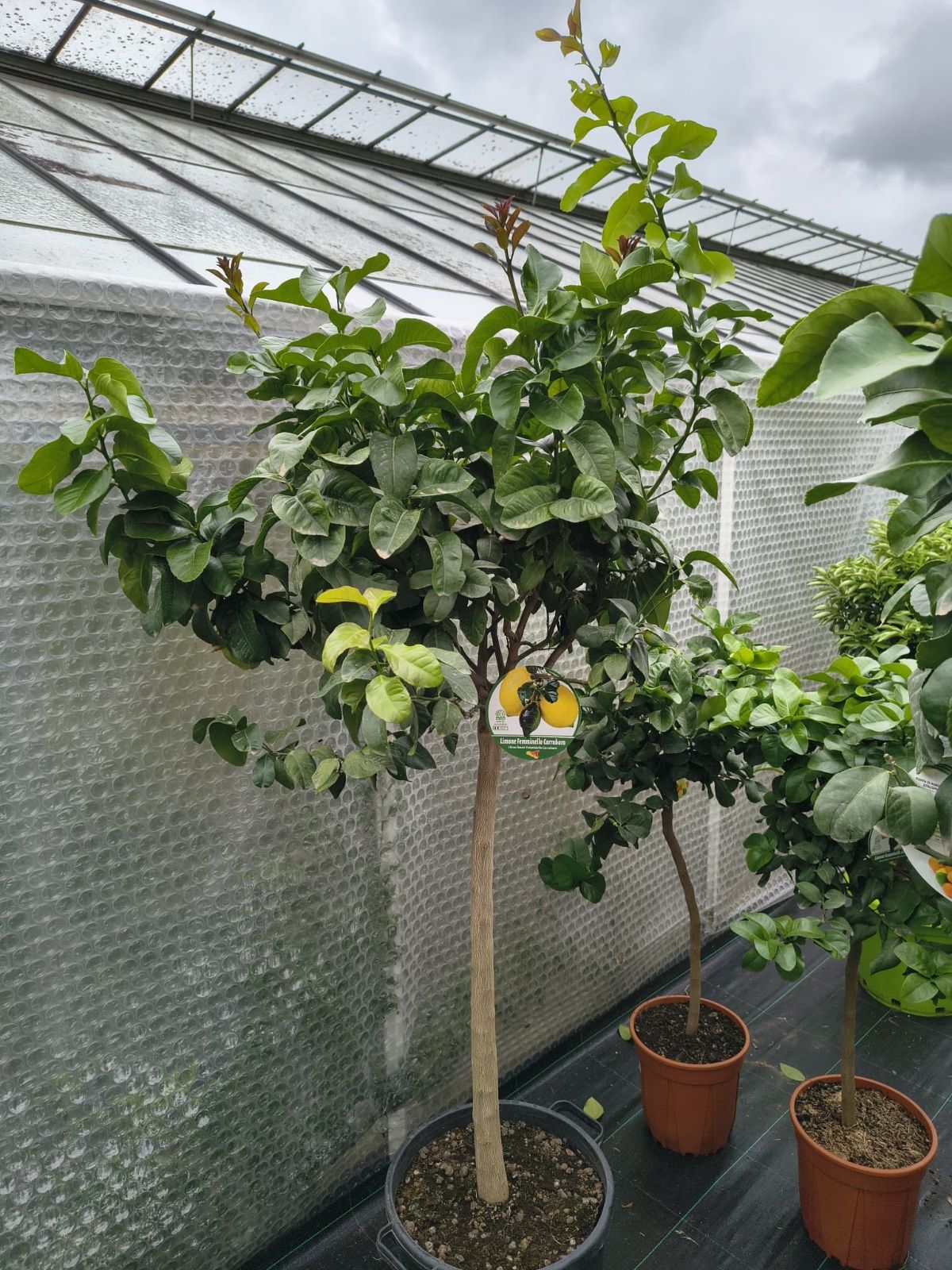Zitronenbaum 'Femminello Carrubaro' 160-200cm