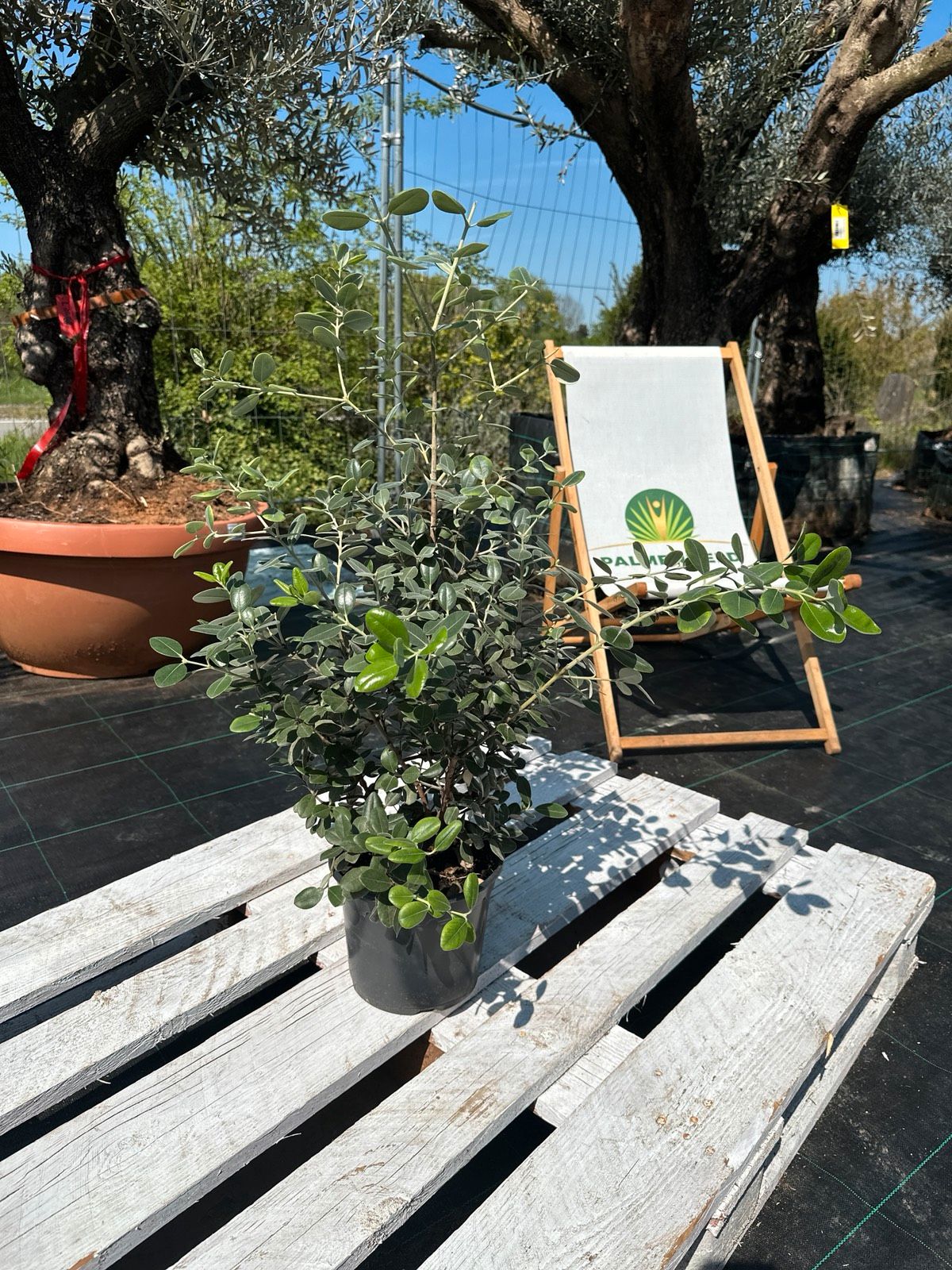 Neuseeland-Weihnachtsbaum 50-80cm