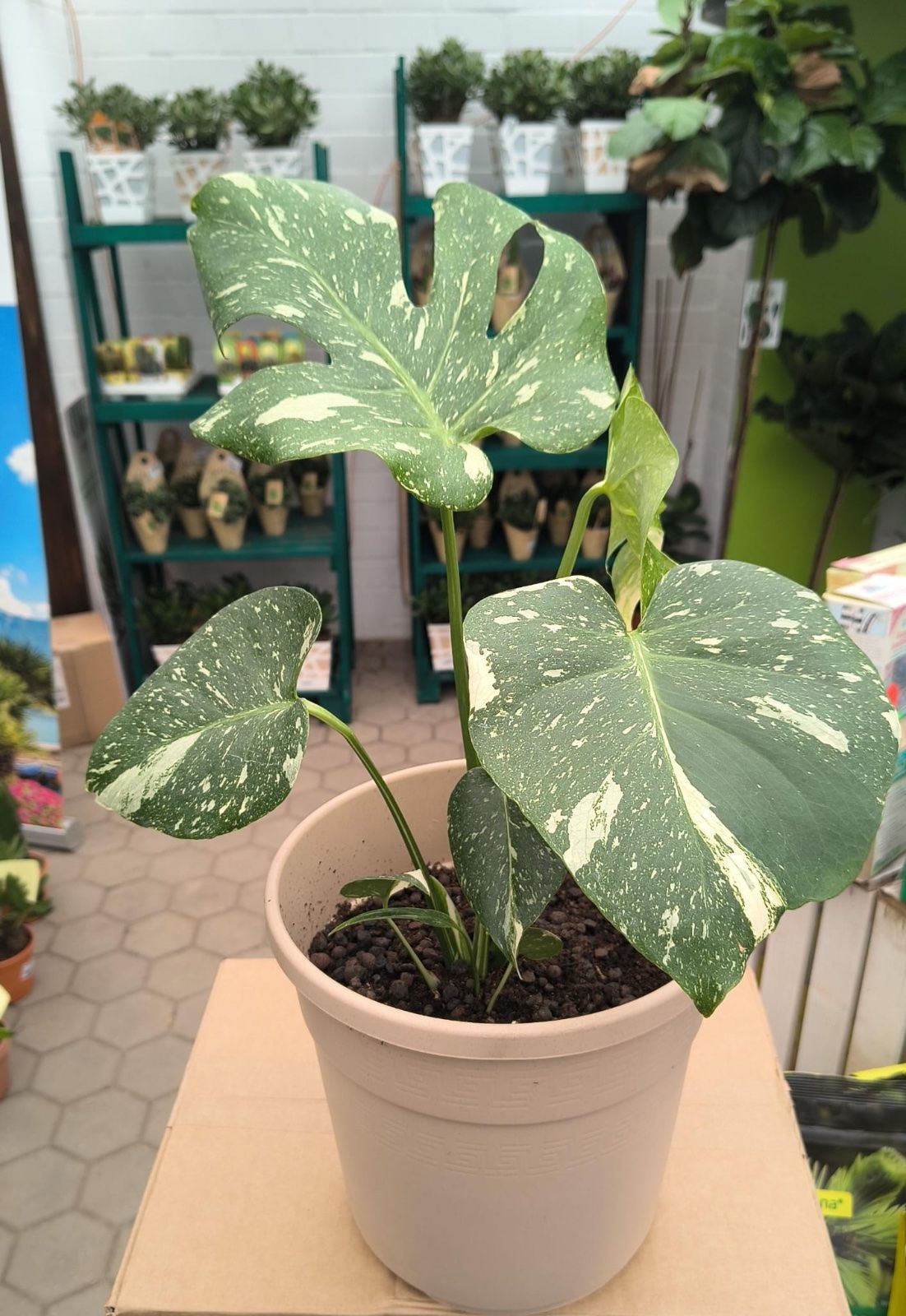 Fensterblatt 40-60cm