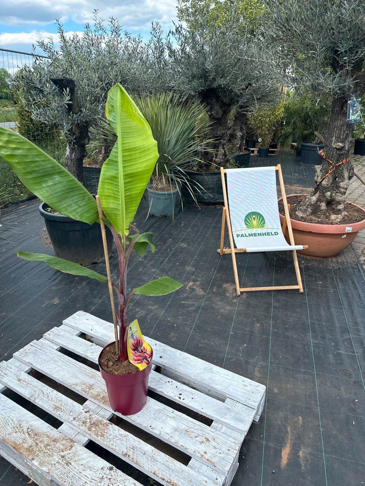 Zwergbanane 'Red Dacca' 110-150cm