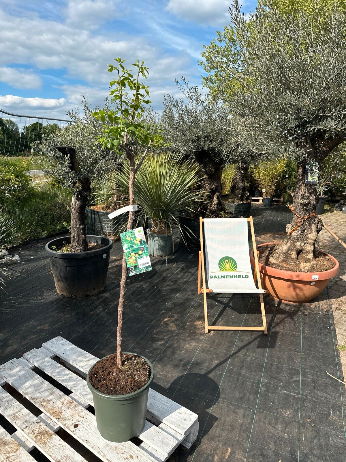 Chinesische Dattel 150-180cm