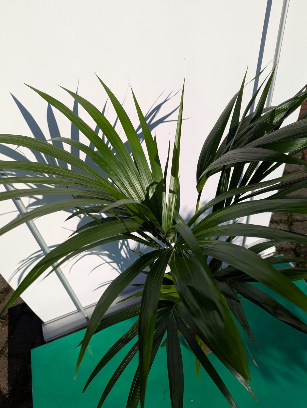 Kentia-Palme 100-140cm