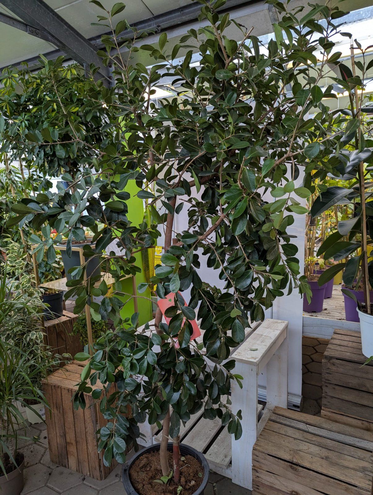 Erdbeer-Guave 180-220cm