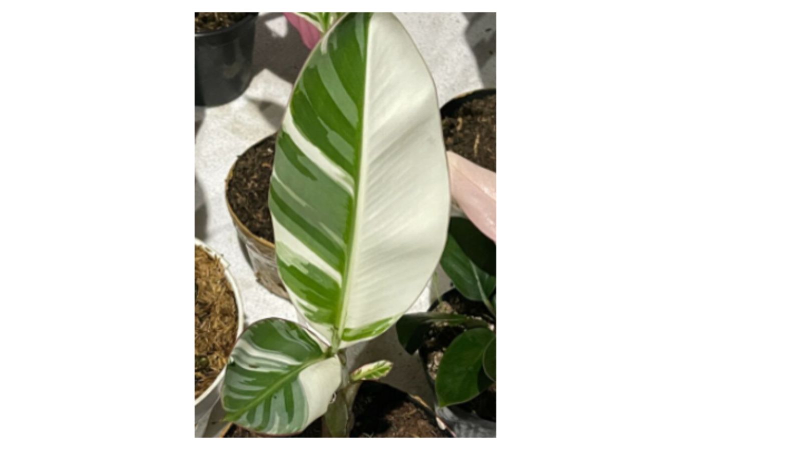 Panaschierte Bananenstaude 20-40cm