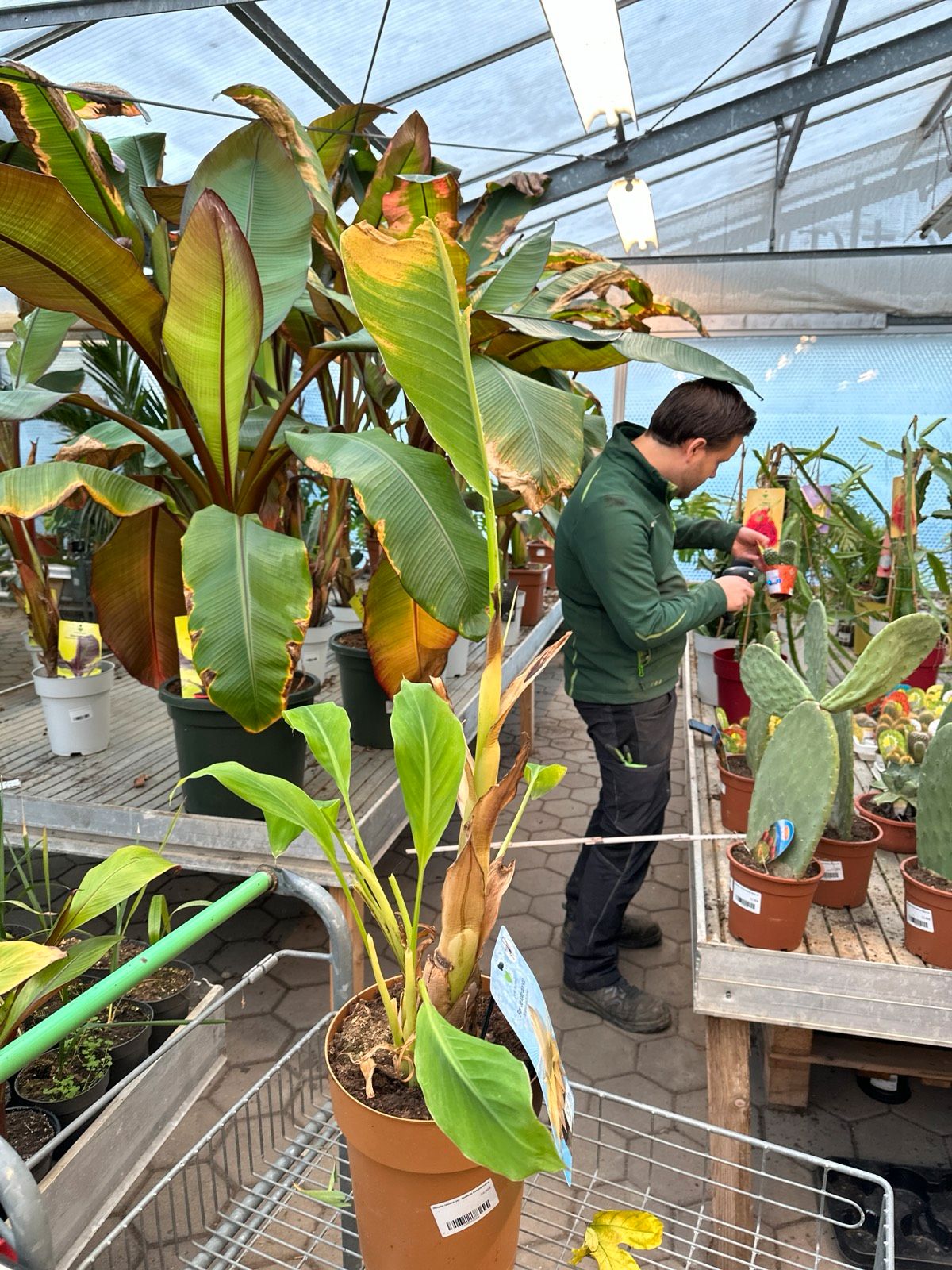 Goldene Lotusbanane 70-90cm