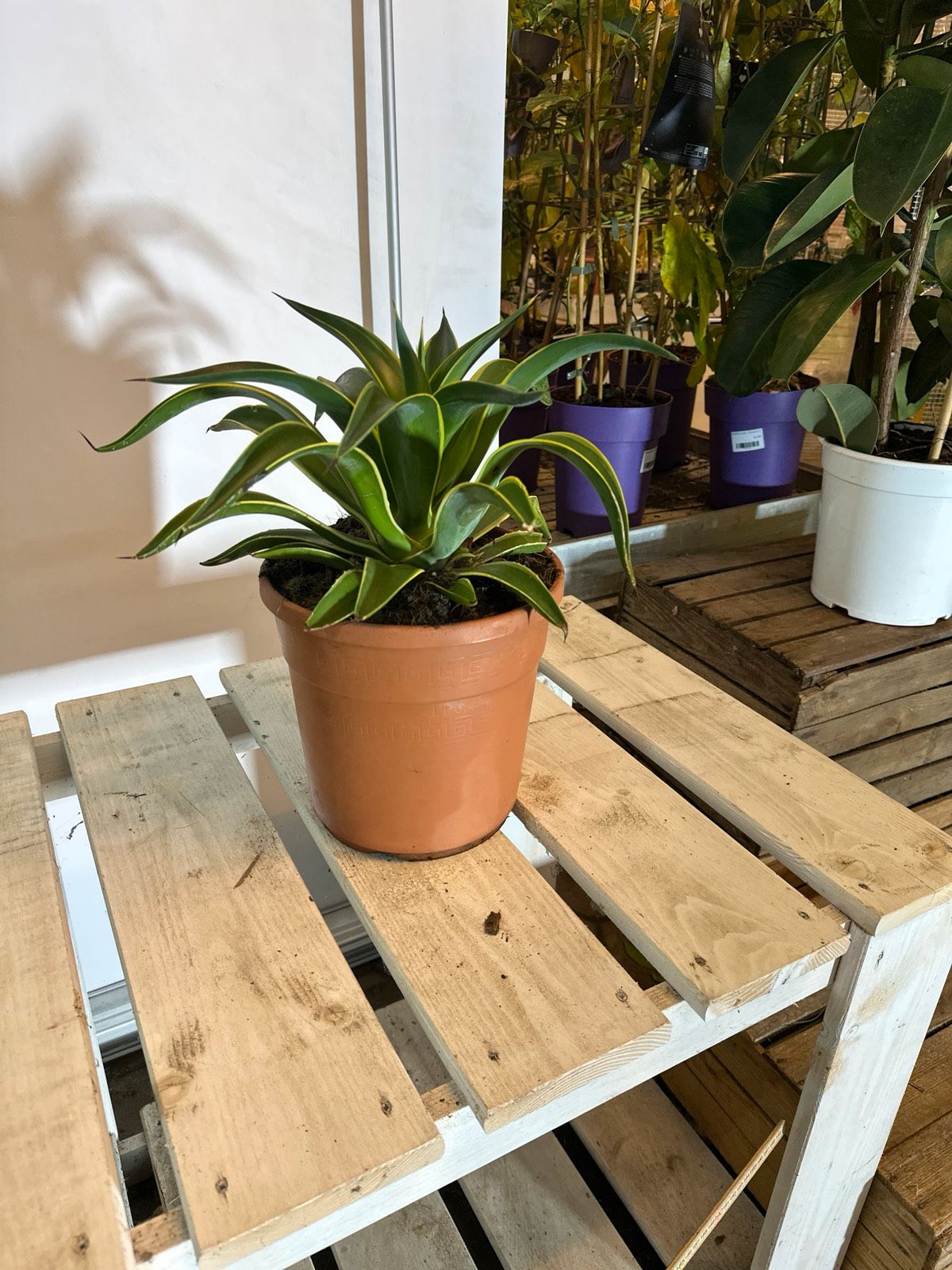 Glattblättrige Agave 35-50cm