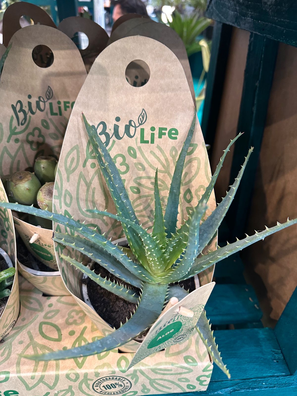 Kletternde Aloe 15-35cm