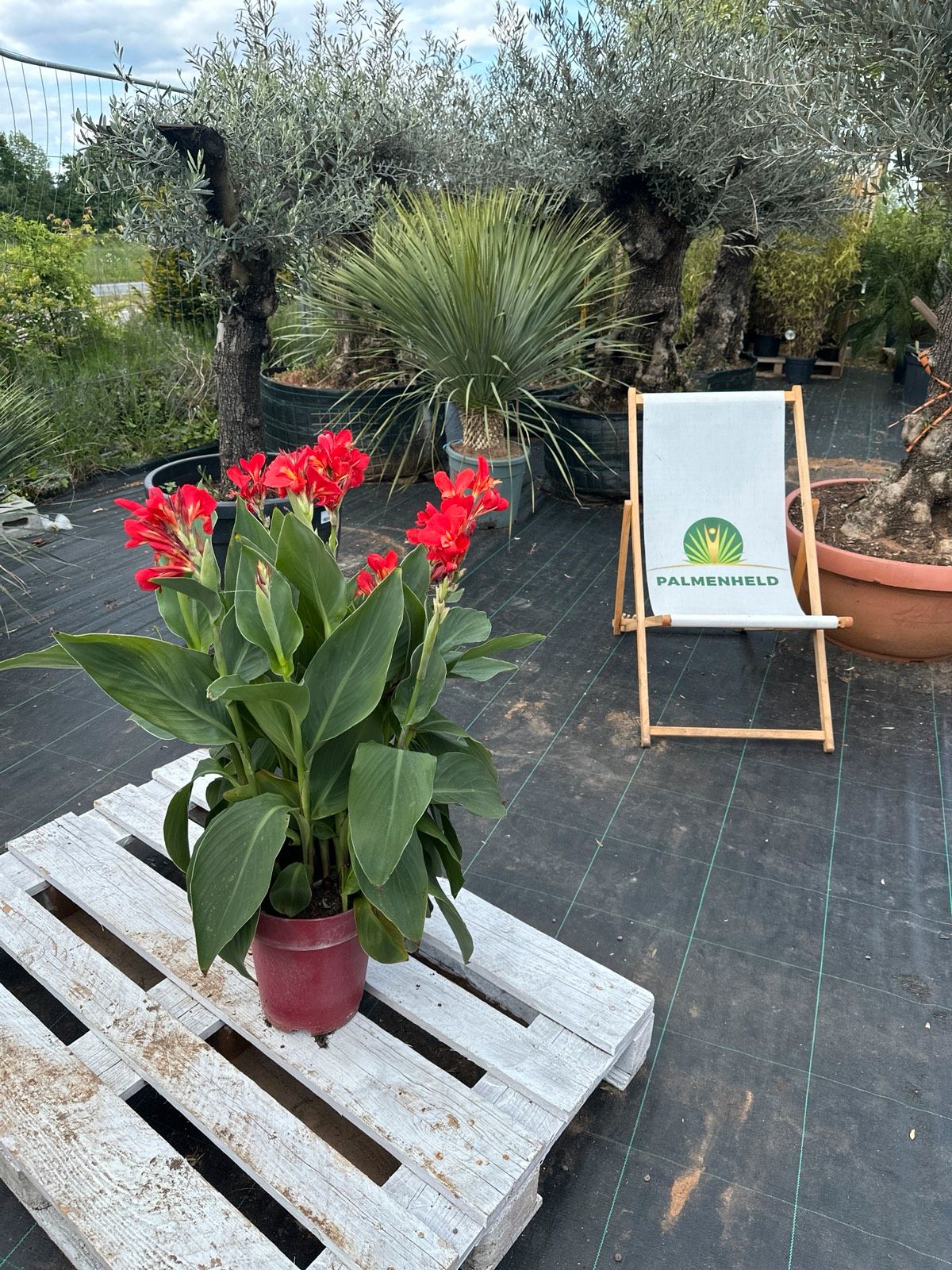 Indisches Blumenrohr 80-110cm