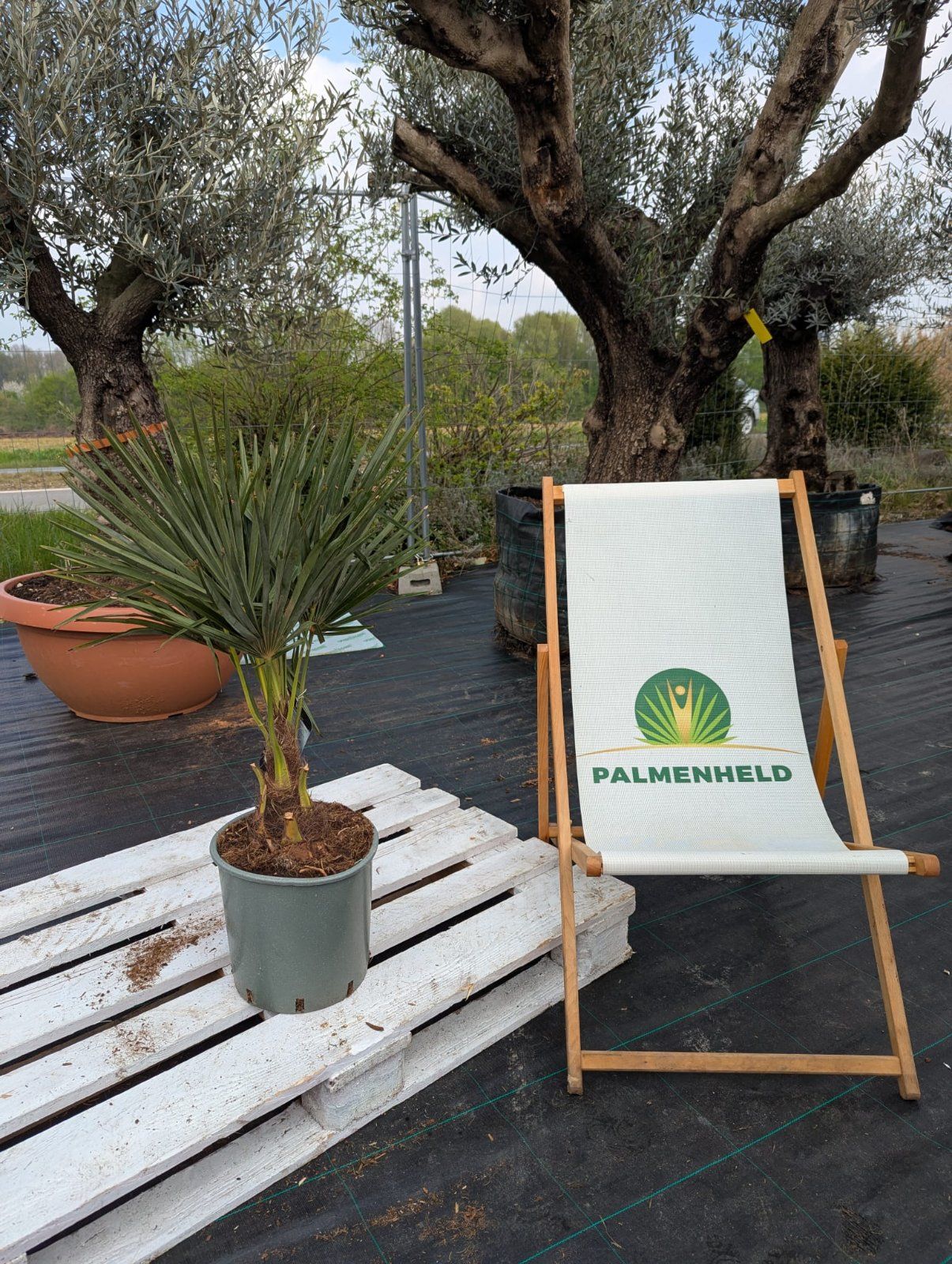 Chinesische Hanfpalme 75-100cm