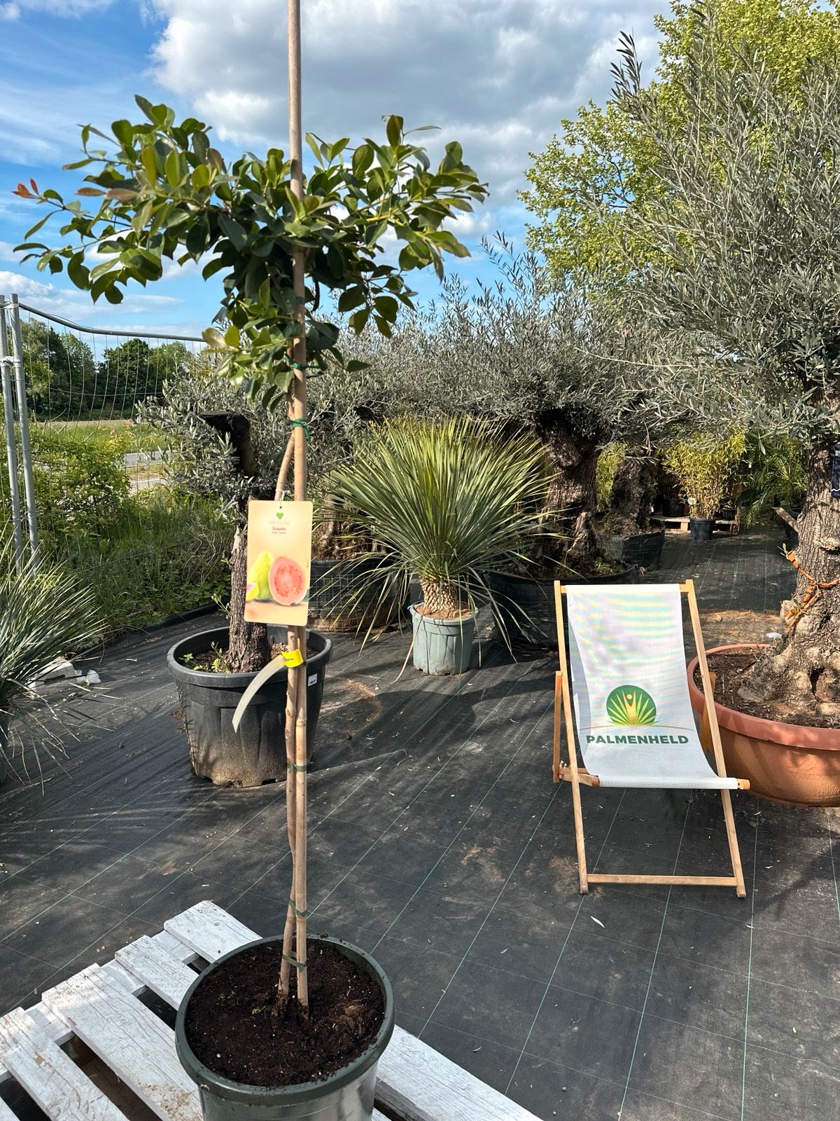 Erdbeer-Guave 160-200cm