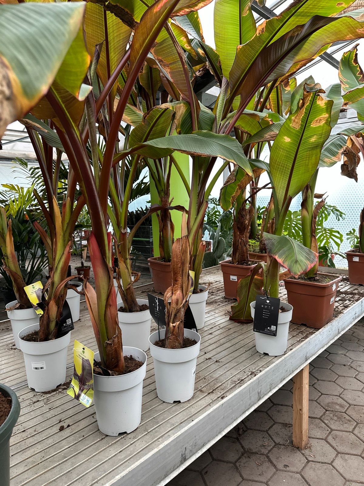 Rote Zierbanane 100-130cm