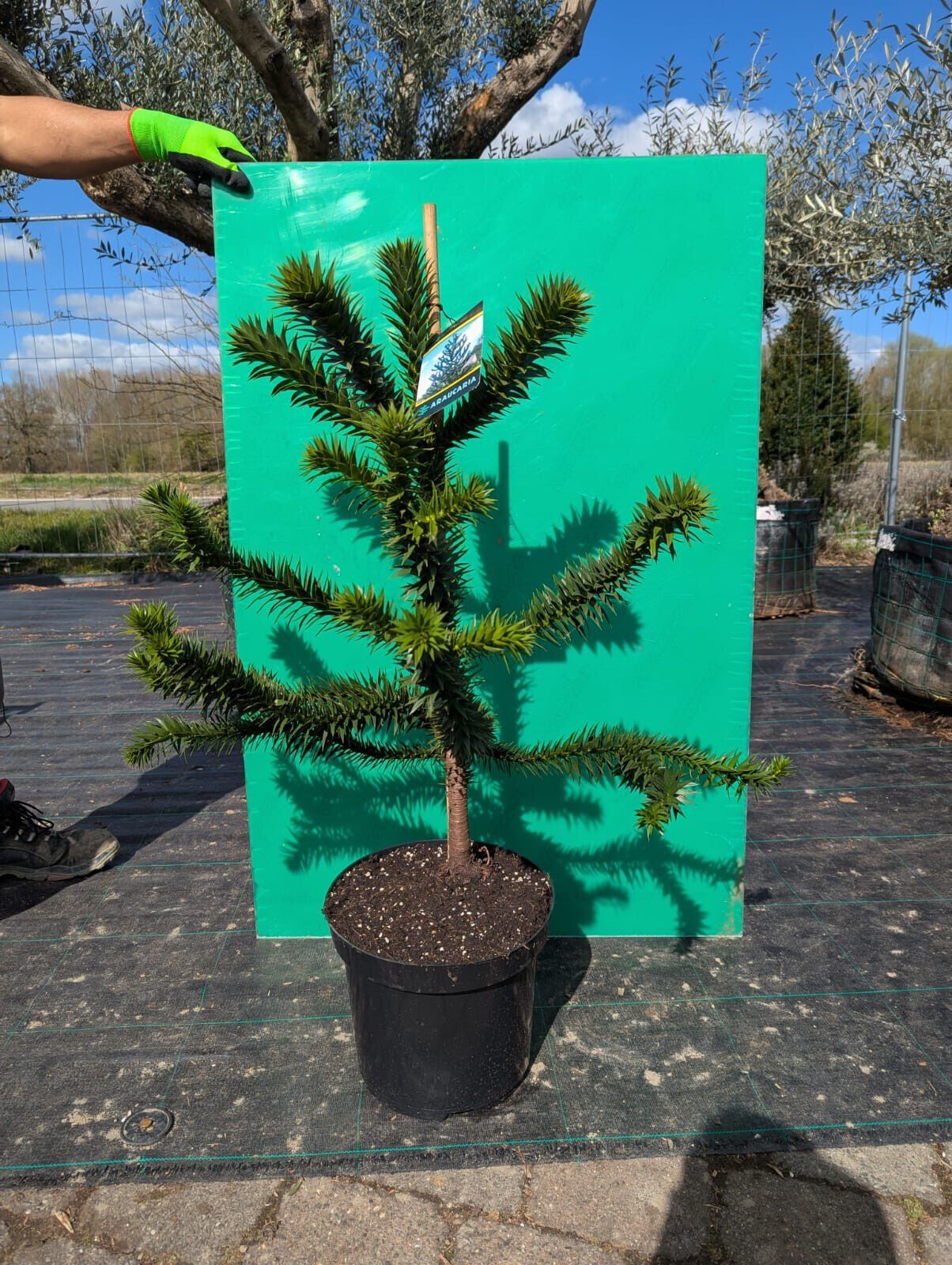 Chilenische Andentanne 100-110cm