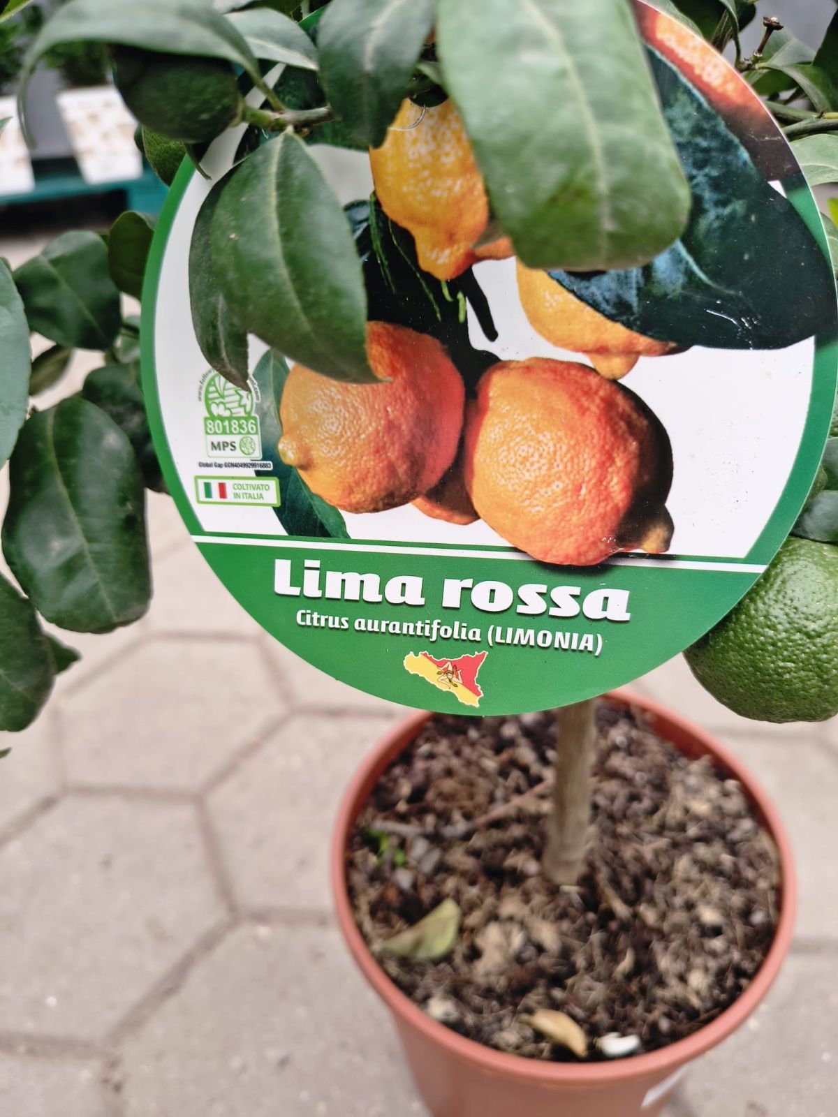 Rote Rangpur Limette  65-85cm