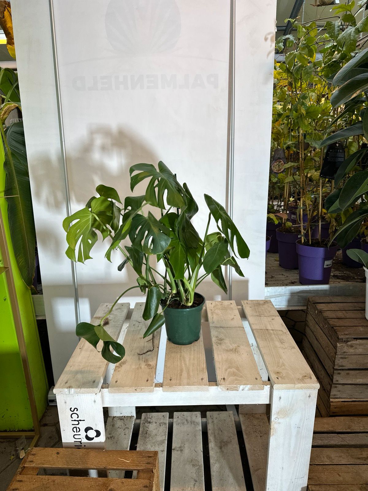 Fensterblatt 60-80cm