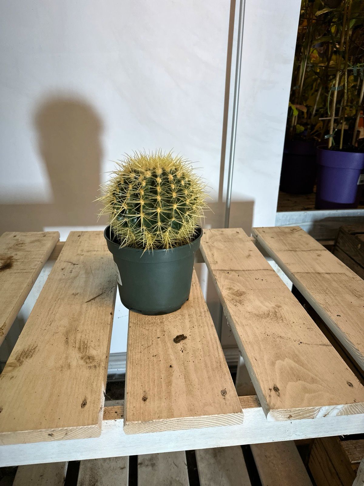 Goldkugelkaktus 20-30cm