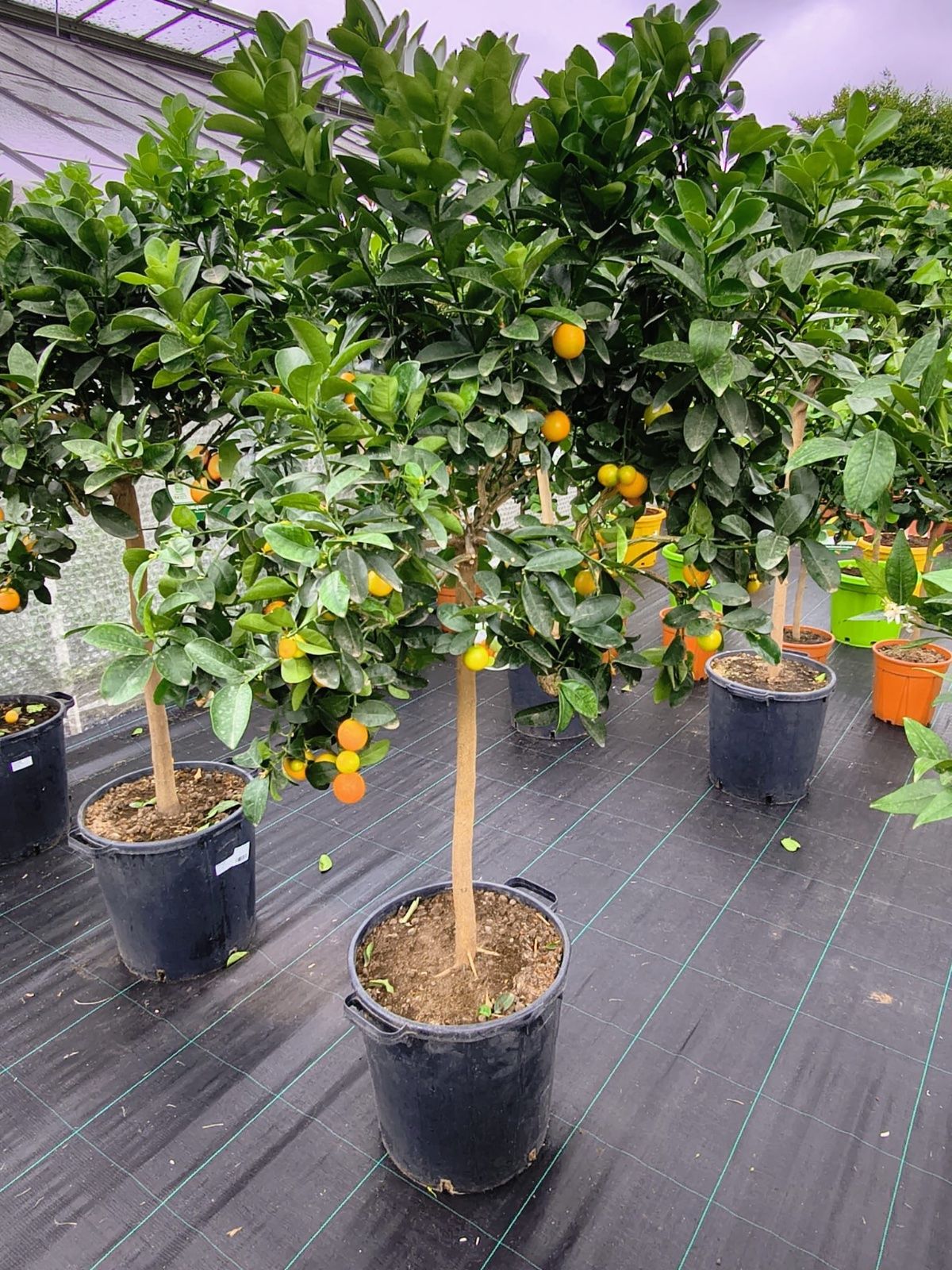 Kumquatbaum 160-200cm