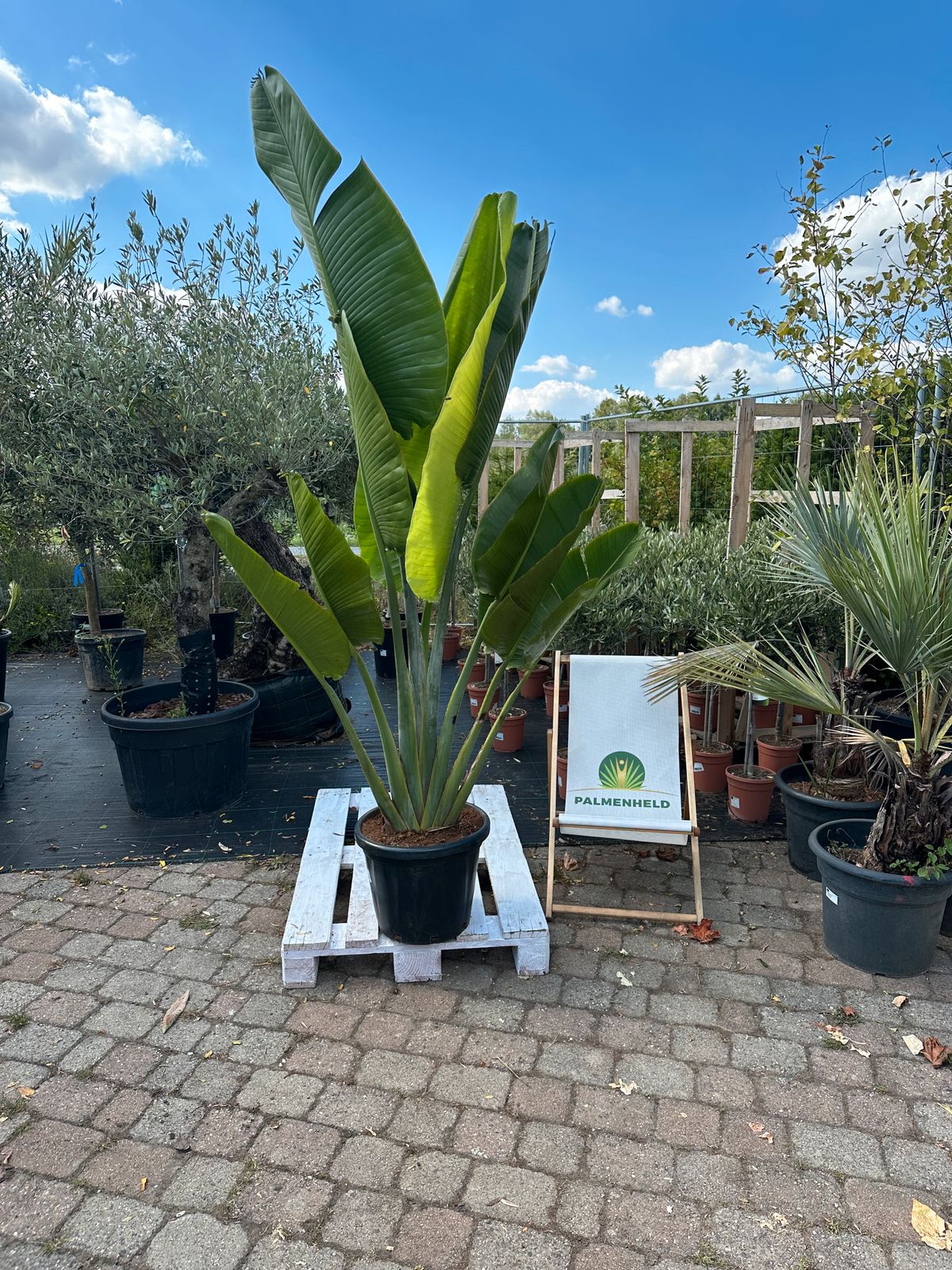 Baum der Reisenden 250-300cm