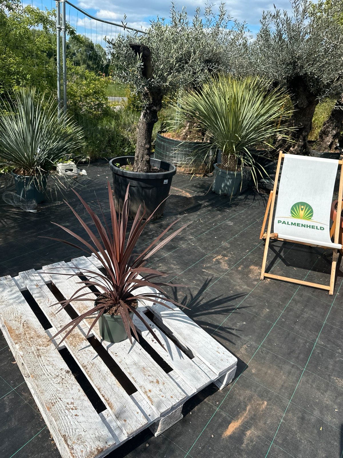 Keulenlilie 'Red Star' 70-100cm