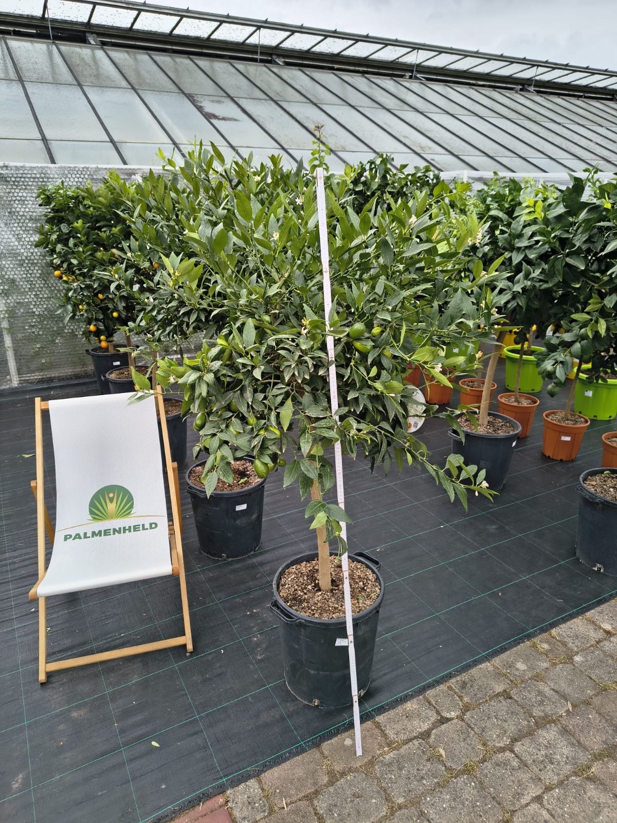 Limequatbaum 160-200cm