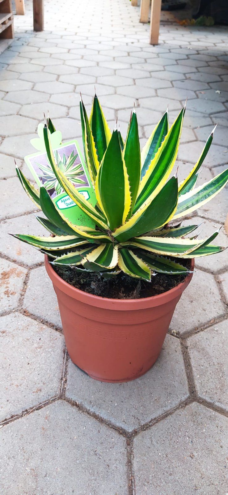 Vierfarbige Agave 'Quadricolor' 35-50cm