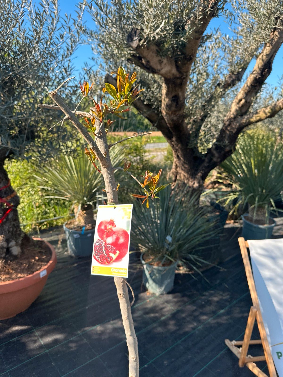 Granatapfelbaum 130-160cm