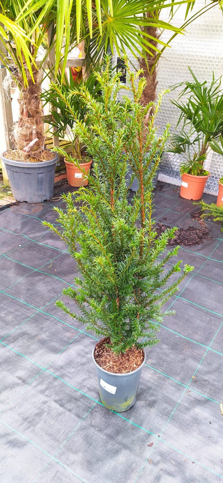 Europäische Eibe 100-120cm