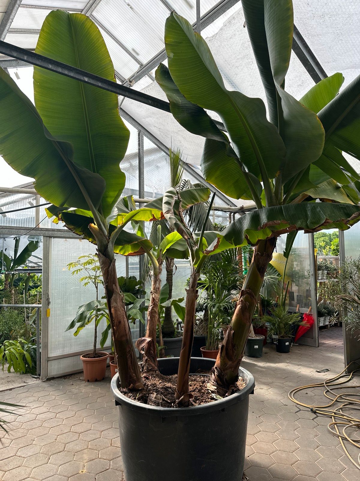 Chiquita Banane 300-400cm