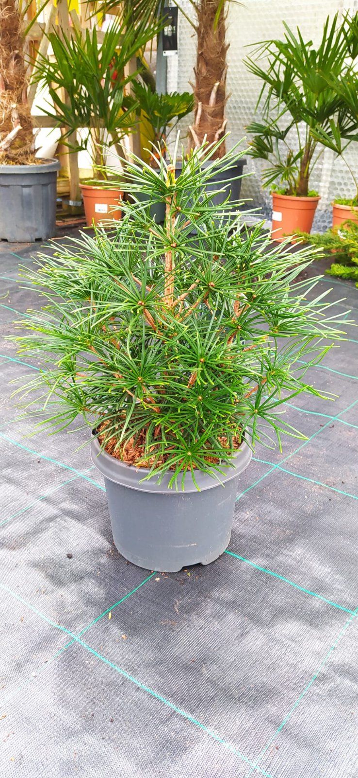 Japanische Schirmtanne 50-70cm