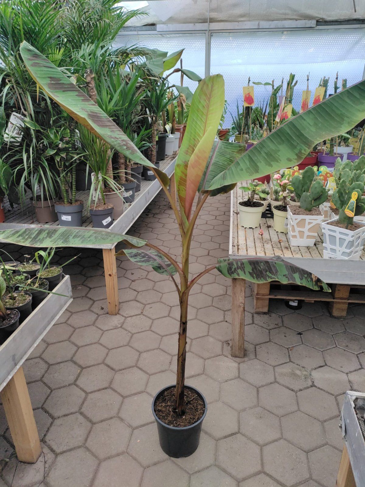 Zwergbanane 150-180cm