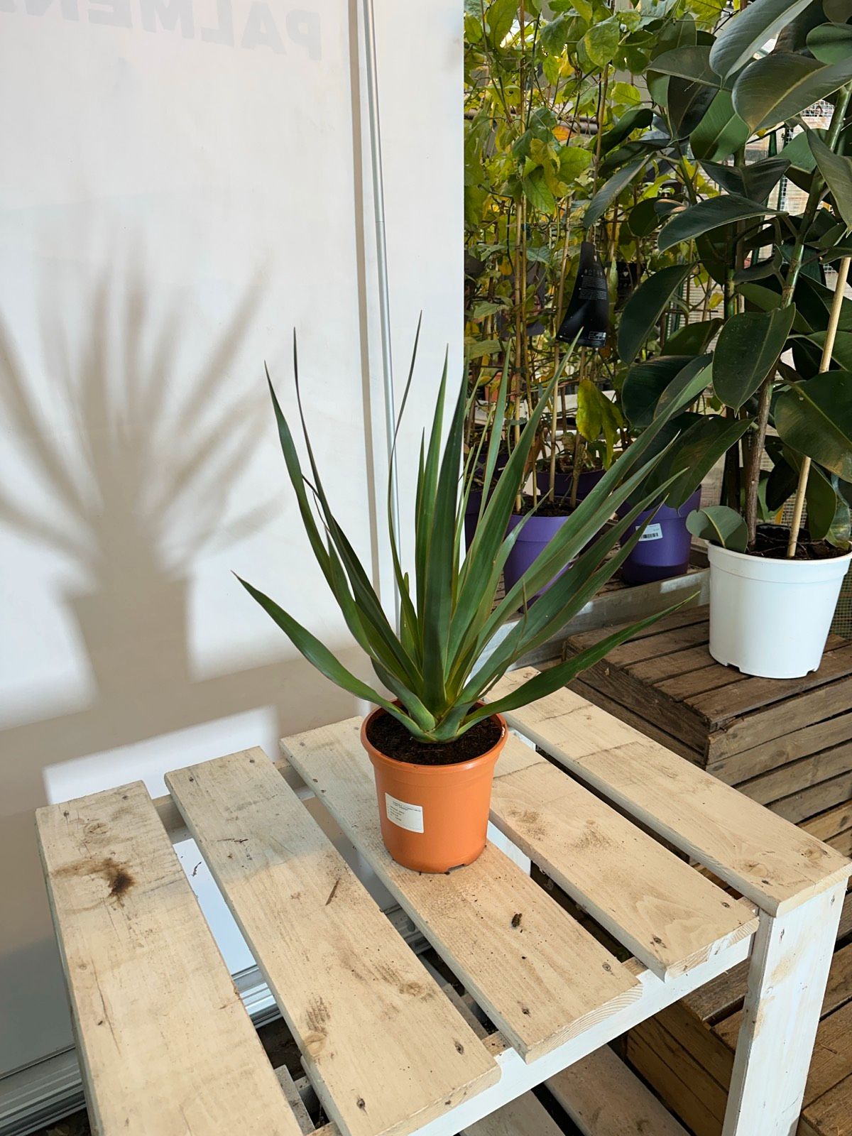 Kanarische Drachenbaum 50-60cm