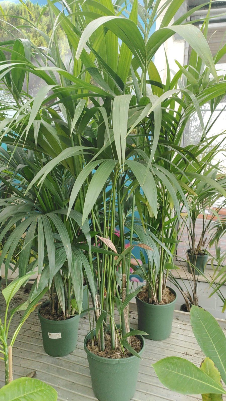 Kentia-Palme 170-190cm