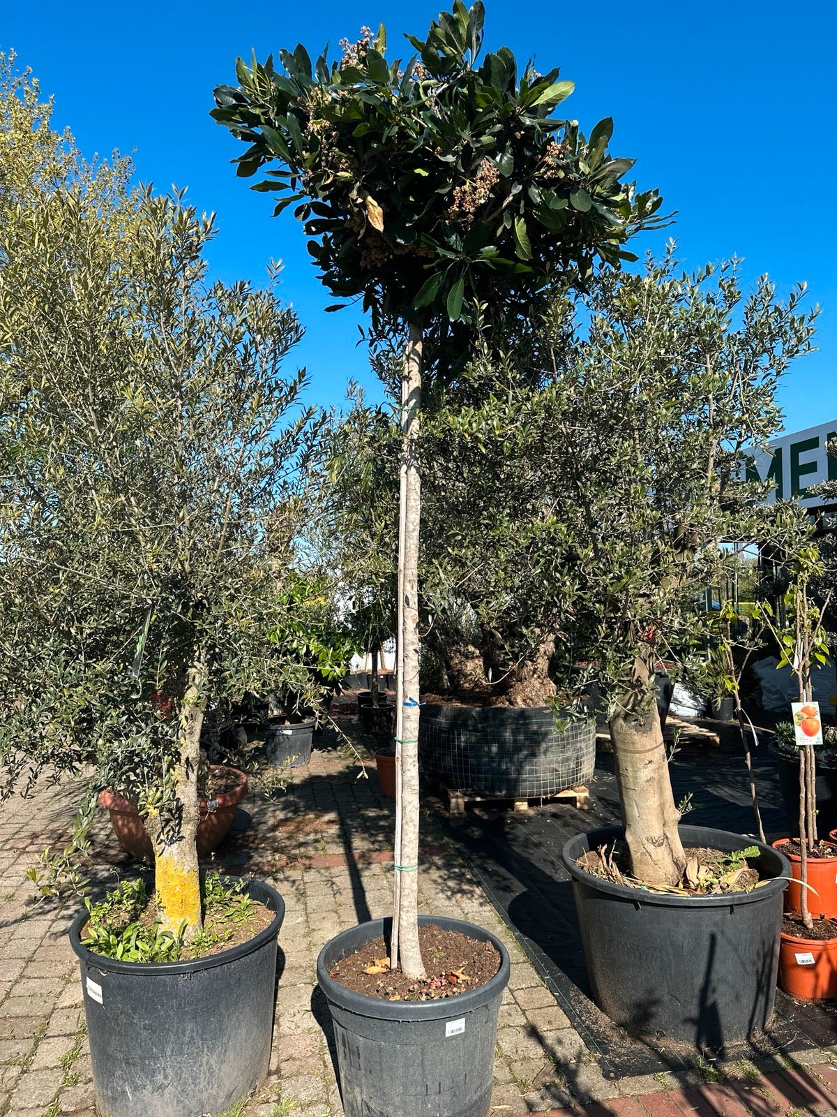 Japanische Wollmispel 'Coppertone' 270-320cm