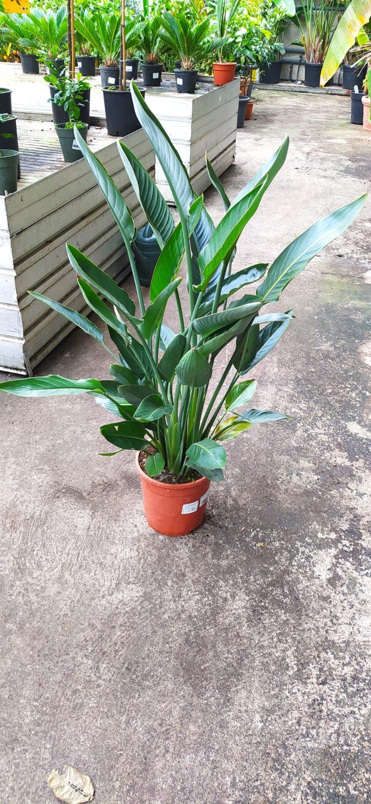 Paradiesvogelblume 90-120cm