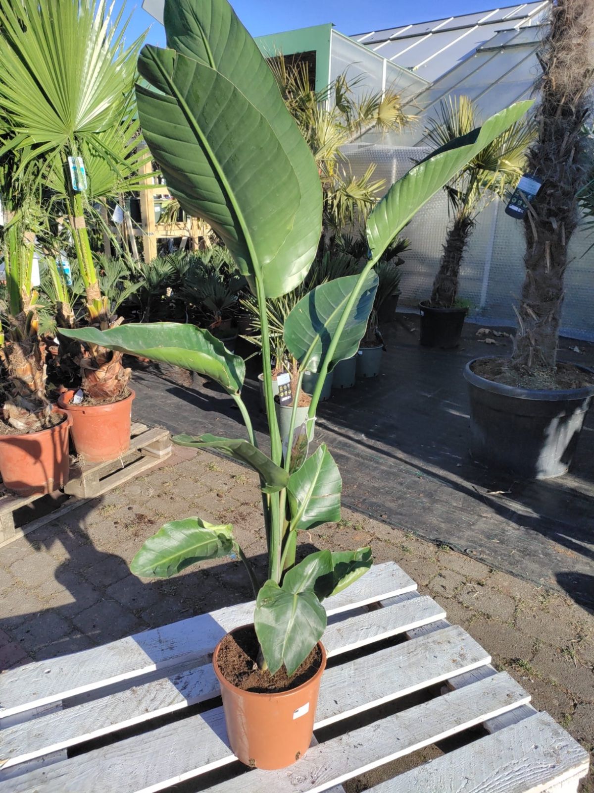 Weiße Paradiesvogelblume 140-180cm