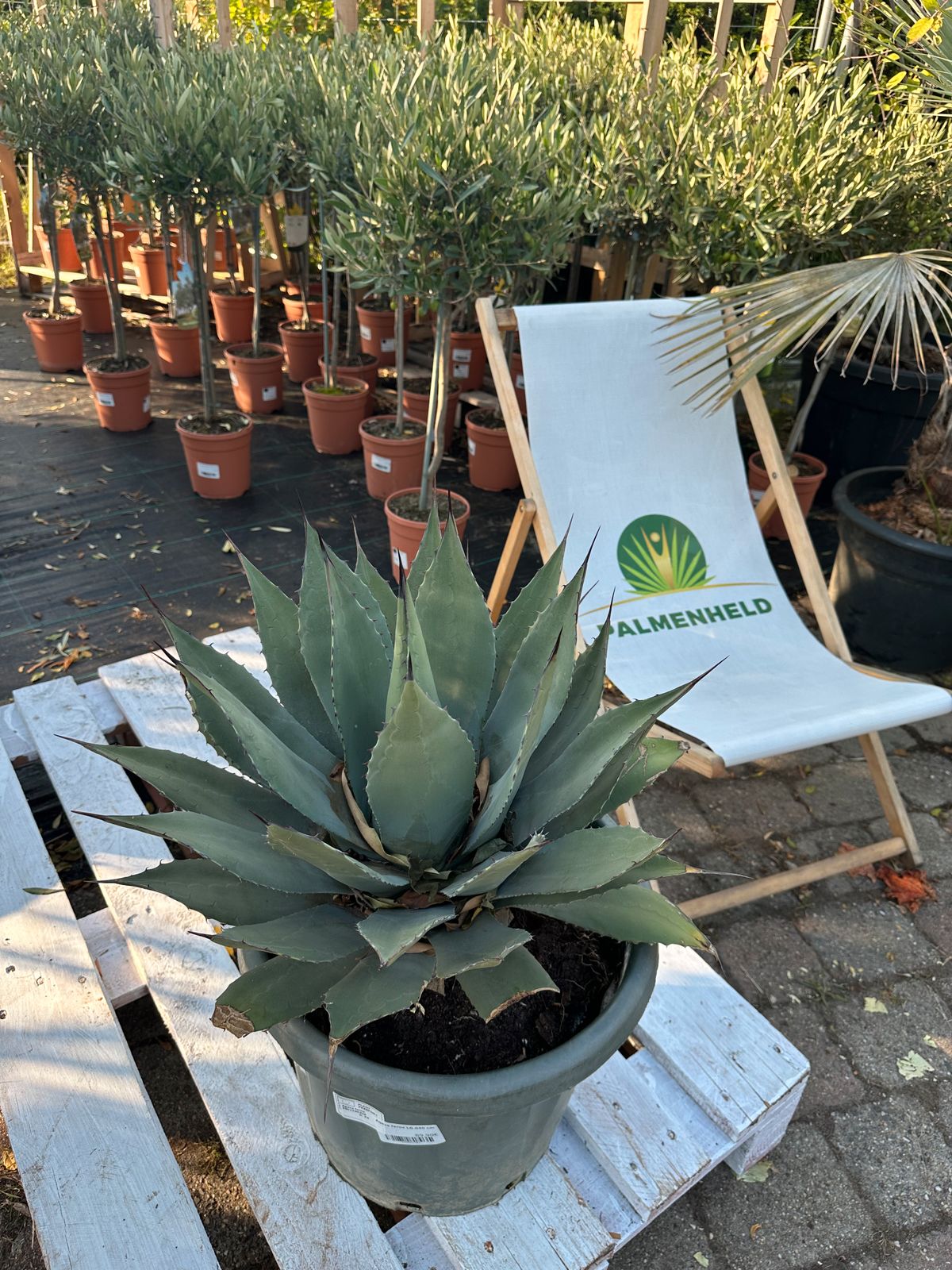 Riesen-Agave 60-80cm