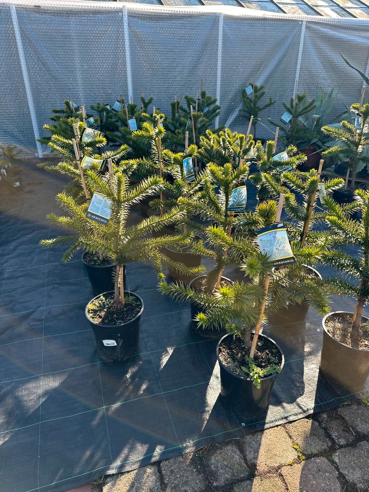 Chilenische Andentanne 80–90cm