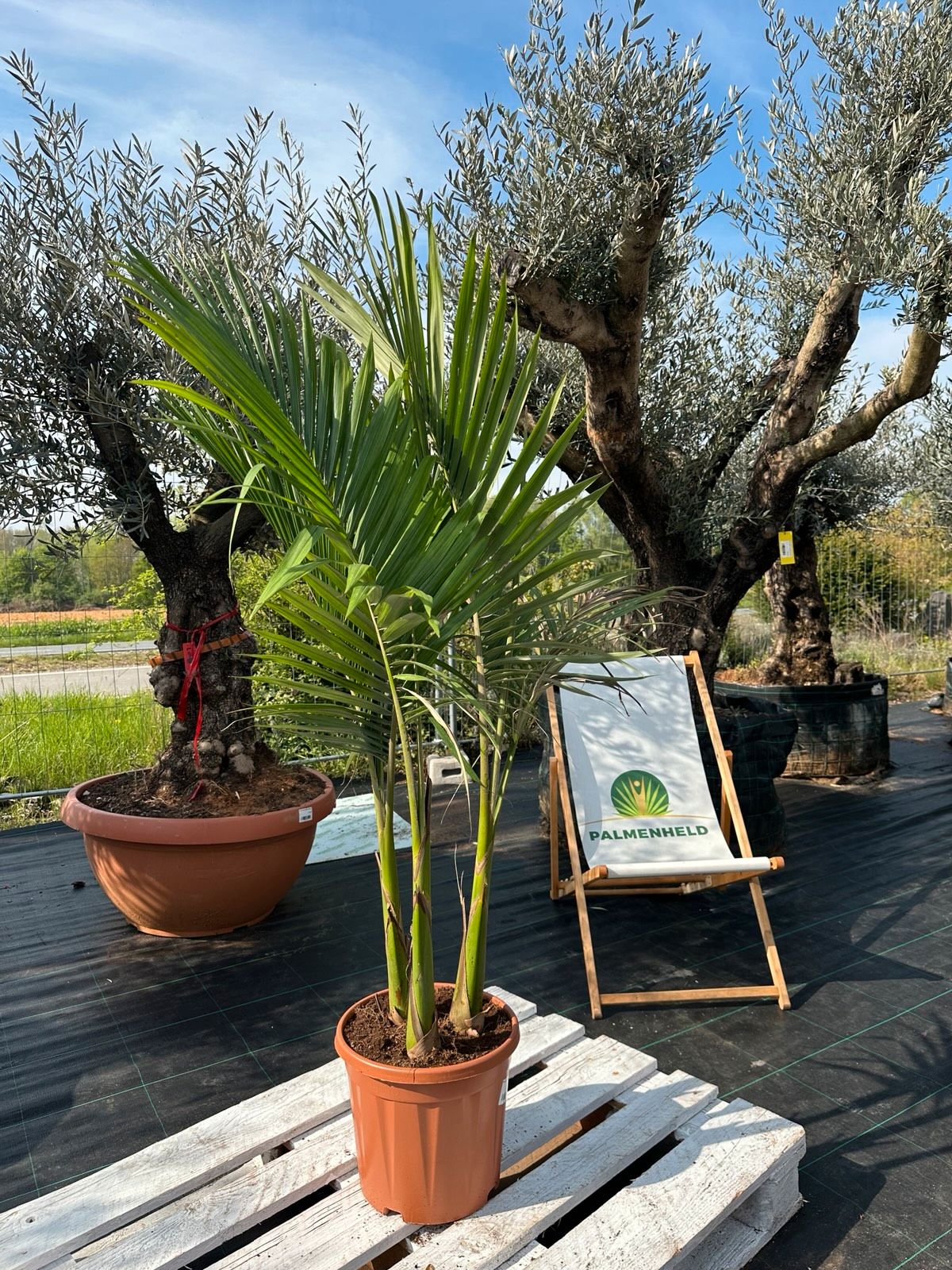 Alexander-Palme 150-180cm