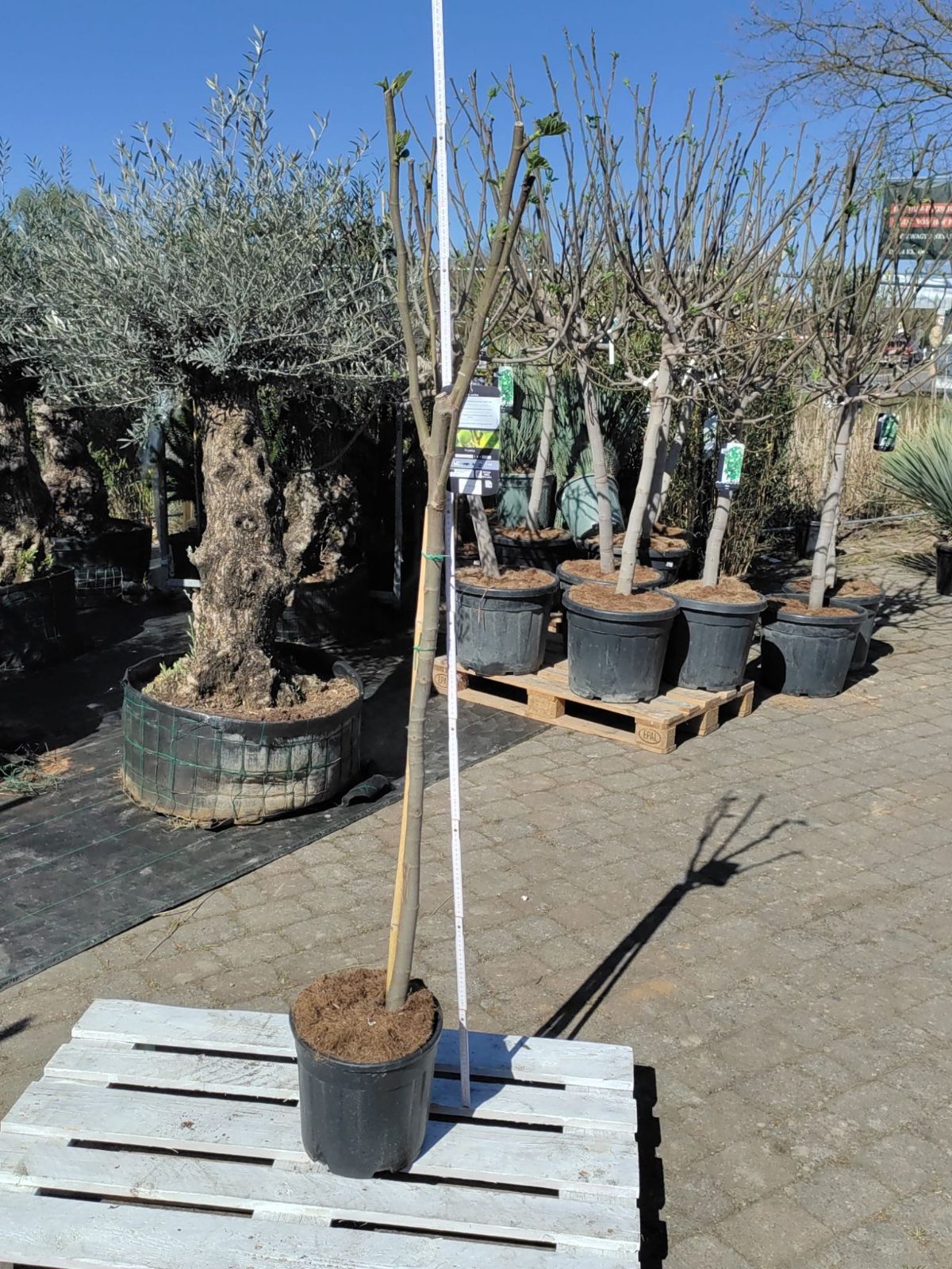 Echte Feige 170-200cm