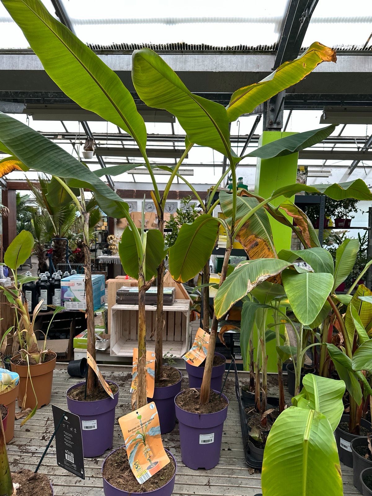 Rote Tigerbanane 110-130cm