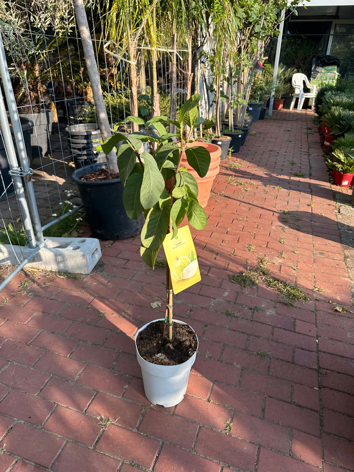 Guave 'White Supreme' 80-110cm