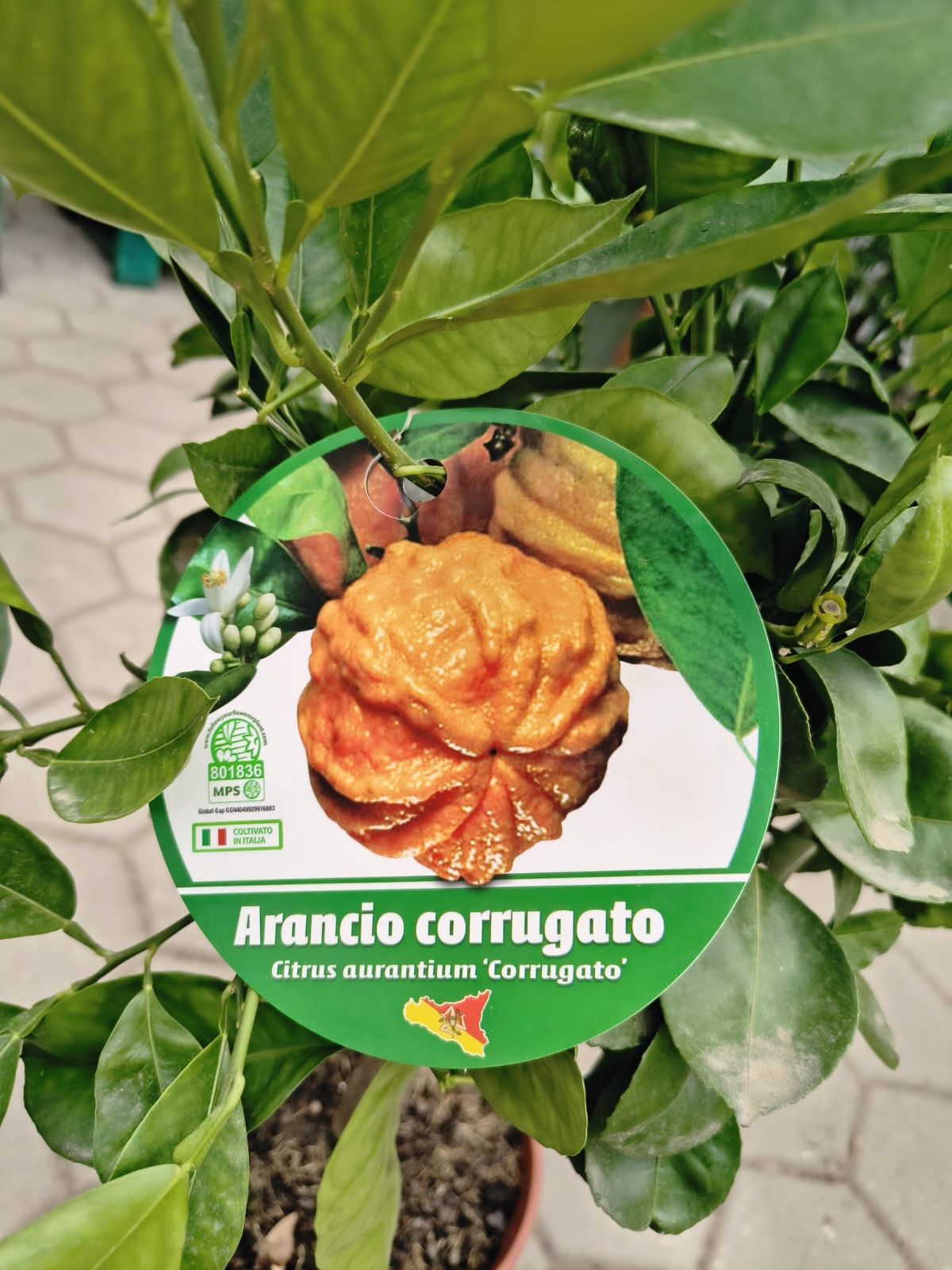 Bitterorangenbaum 'Corrugato' 70-90cm