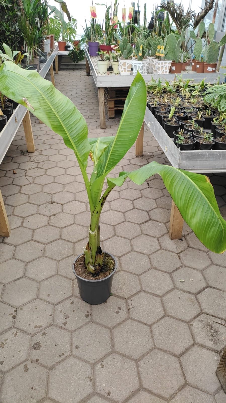 Abyssinische Banane 100-140cm