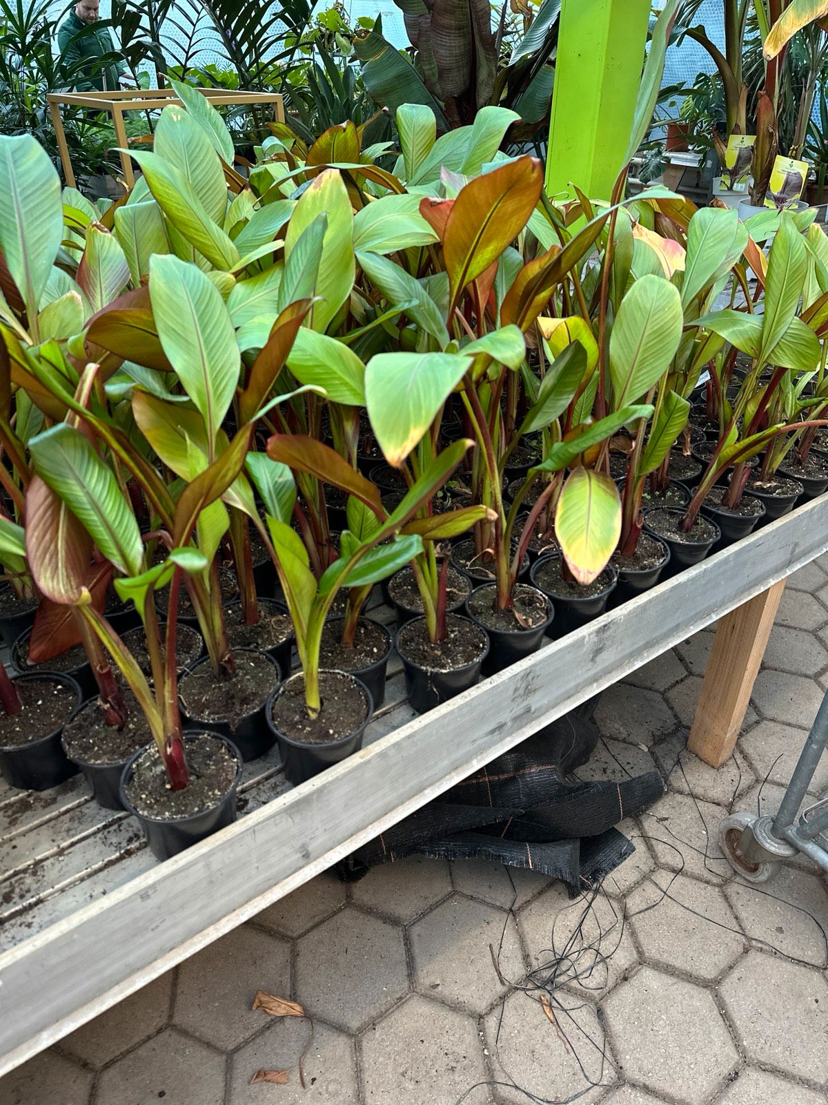 Rote Zierbanane 40-60cm