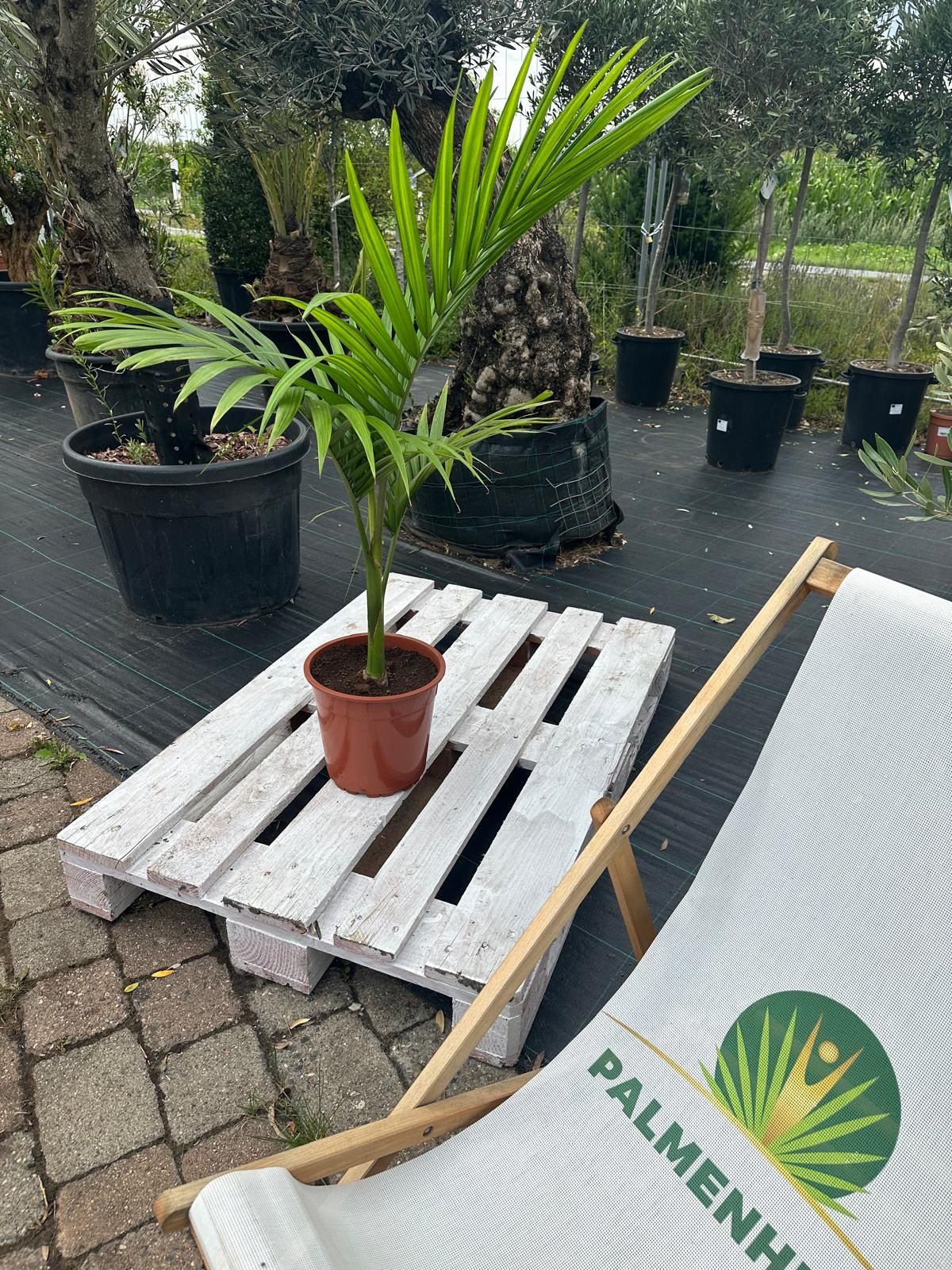 Alexander-Palme 90-120cm