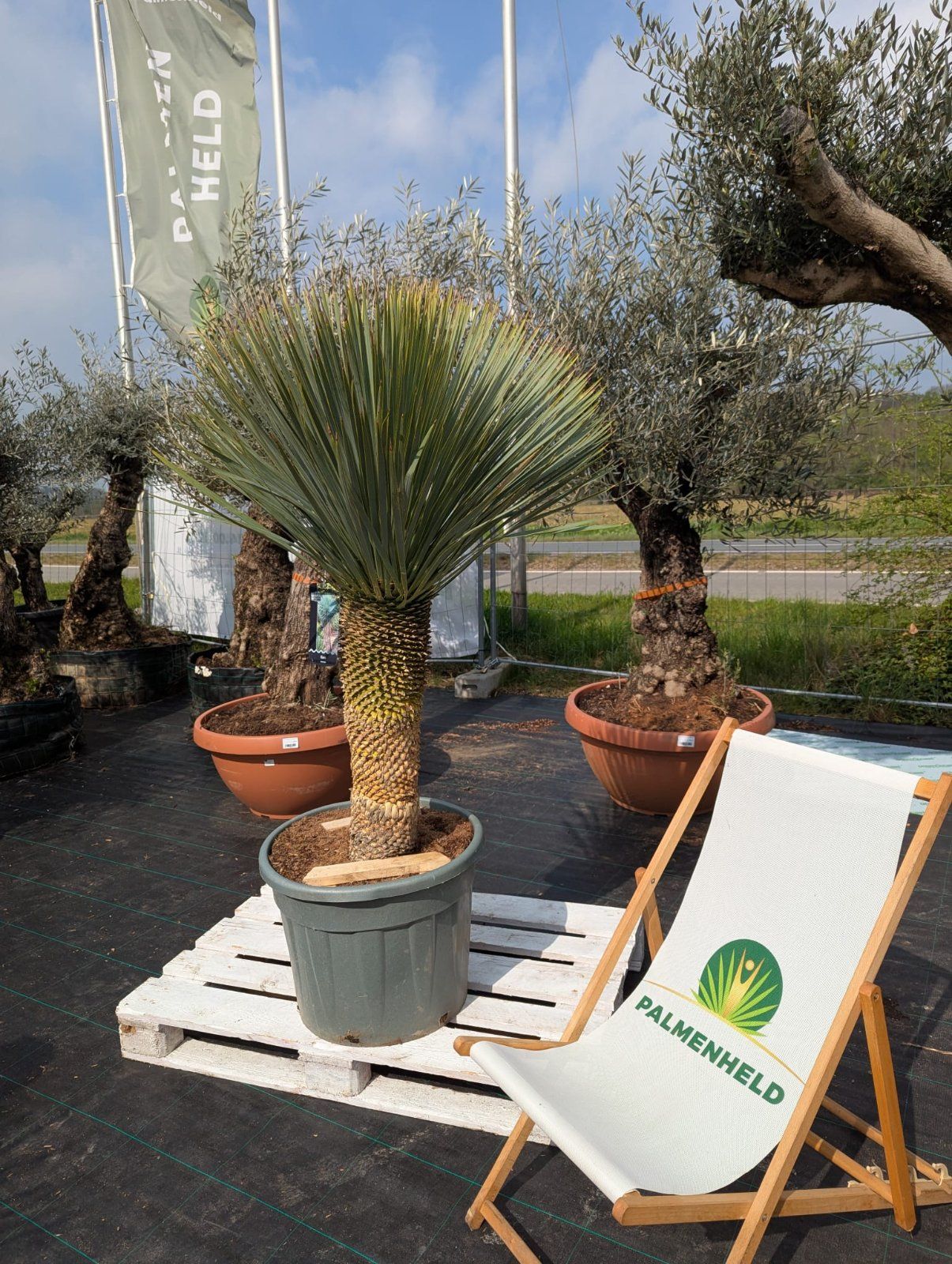 Blaue Palmlilie 160-200cm