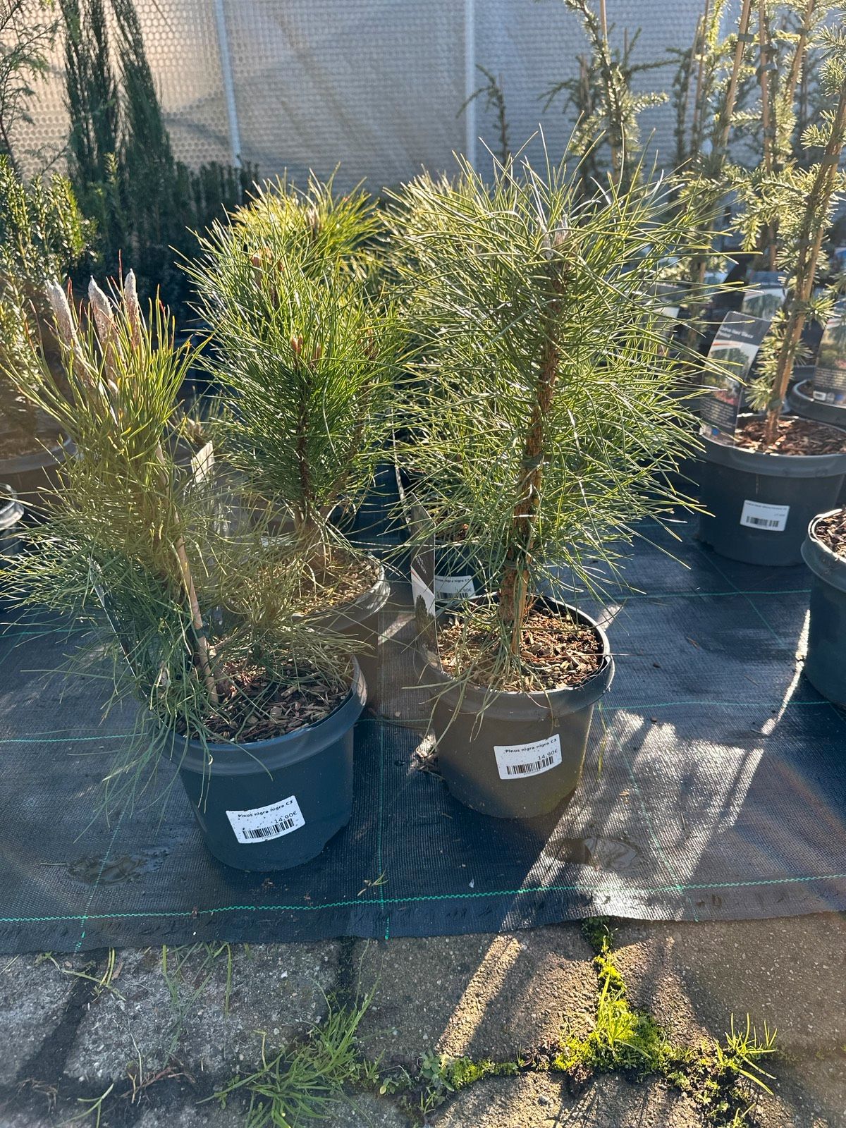 Schwarzkiefer 45-65cm