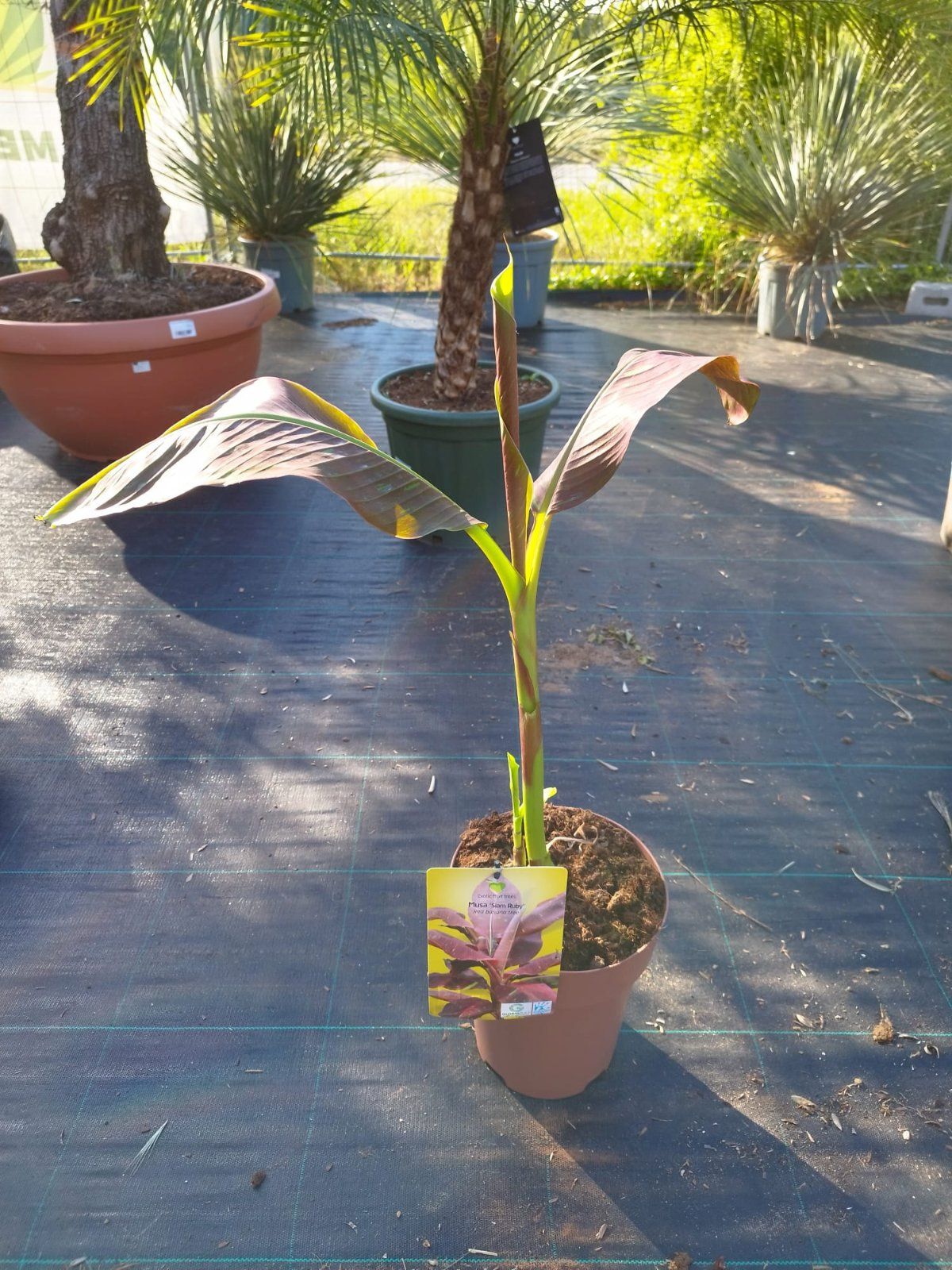 Rote Zierbanane 70-90cm