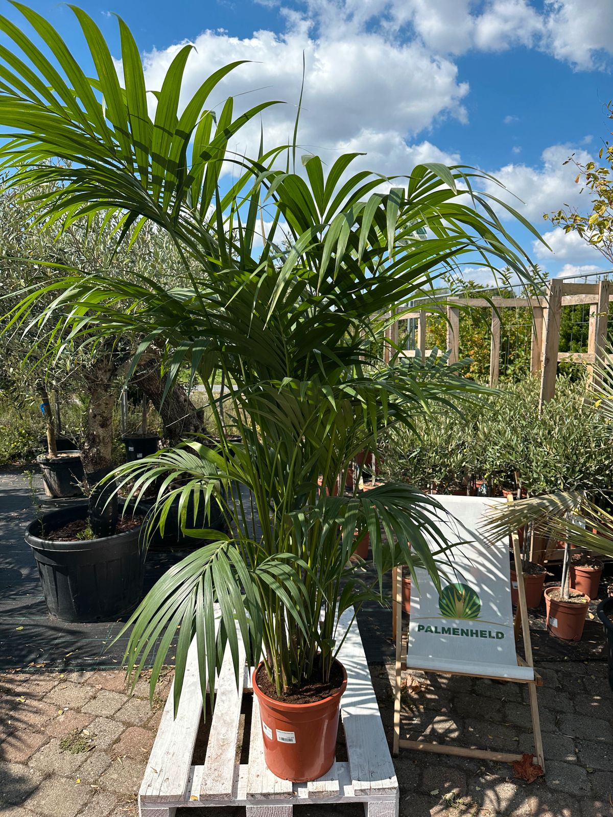 Kentia-Palme 200-250cm
