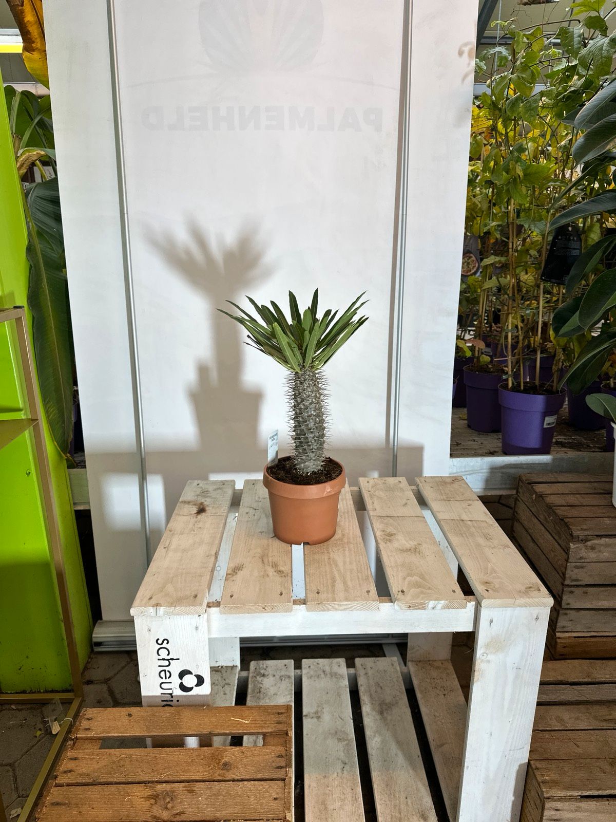 Madagaskarpalme 50-70cm